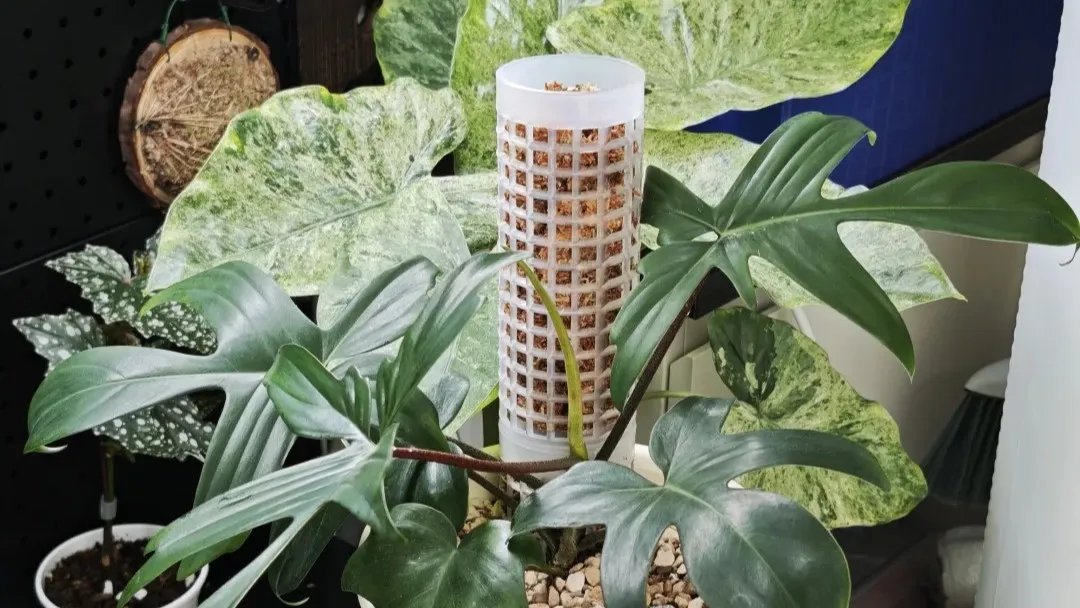 How to Put a Philodendron on a Moss Pole (Step-by-Step for Better Growth) How to Put a Philodendron on a Moss Pole (Step-by-Step for Better Growth)