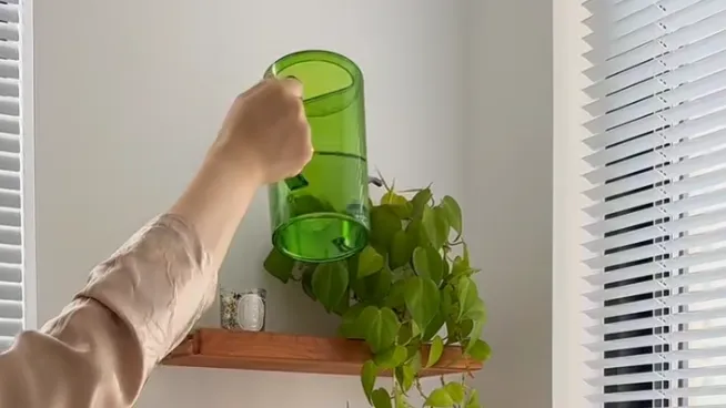 How to Water Philodendron Properly The Mistake That Causes More Problems Than Underwatering (2) How to Water Philodendron Properly The Mistake That Causes More Problems Than Underwatering
