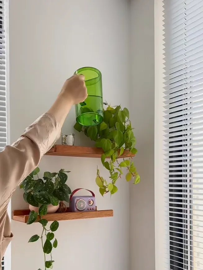 How to Water Philodendron Properly The Mistake That Causes More Problems Than Underwatering