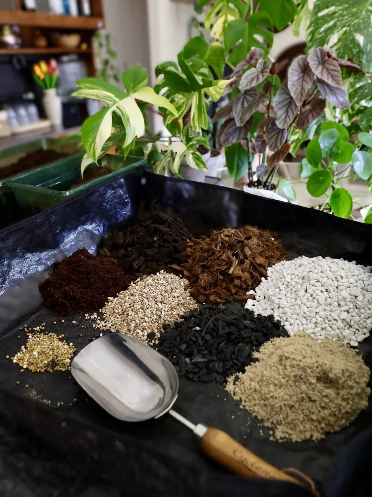 philodendron soil ingredients including bark coco fiber perlite charcoal peat and slow release fertilizer