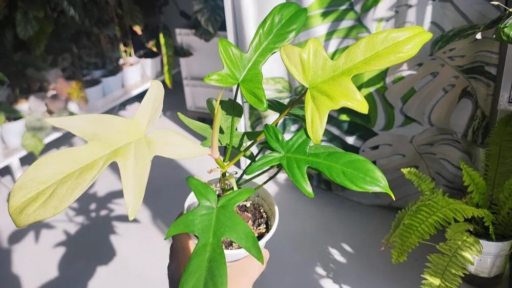 Is Philodendron Florida Ghost Hard to Grow My Real Experience (2) Is Philodendron Florida Ghost Hard to Grow My Real Experience