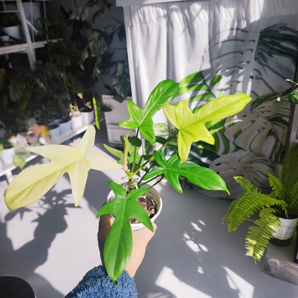 Is Philodendron Florida Ghost Hard to Grow? My Real Experience 1 Is Philodendron Florida Ghost Hard to Grow My Real Experience