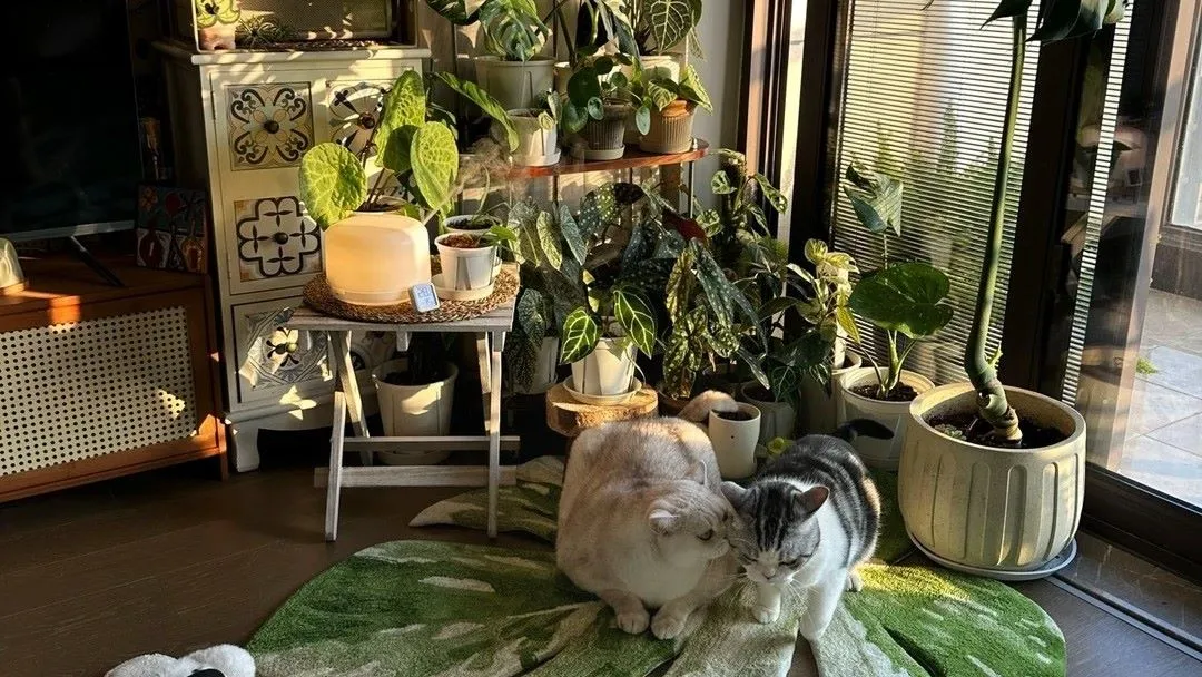 Is Philodendron Toxic to Cats Symptoms, Risks, and What to Do Is Philodendron Toxic to Cats Symptoms, Risks, and What to Do
