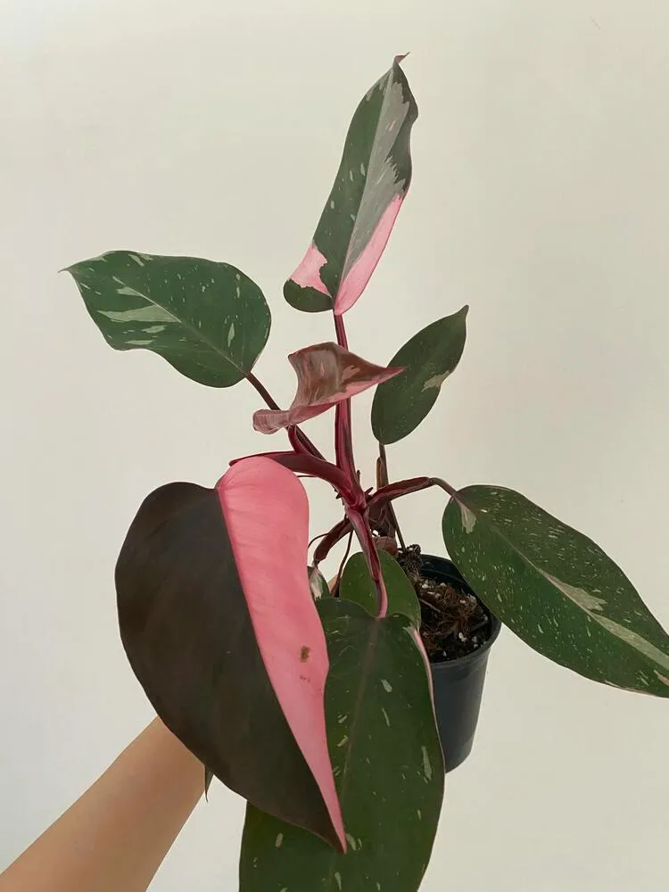 Pink Princess Philodendron: My 6-Month Care Experience and 3 Mistakes to Avoid 6 Keeping the roots airy matters more than watering often