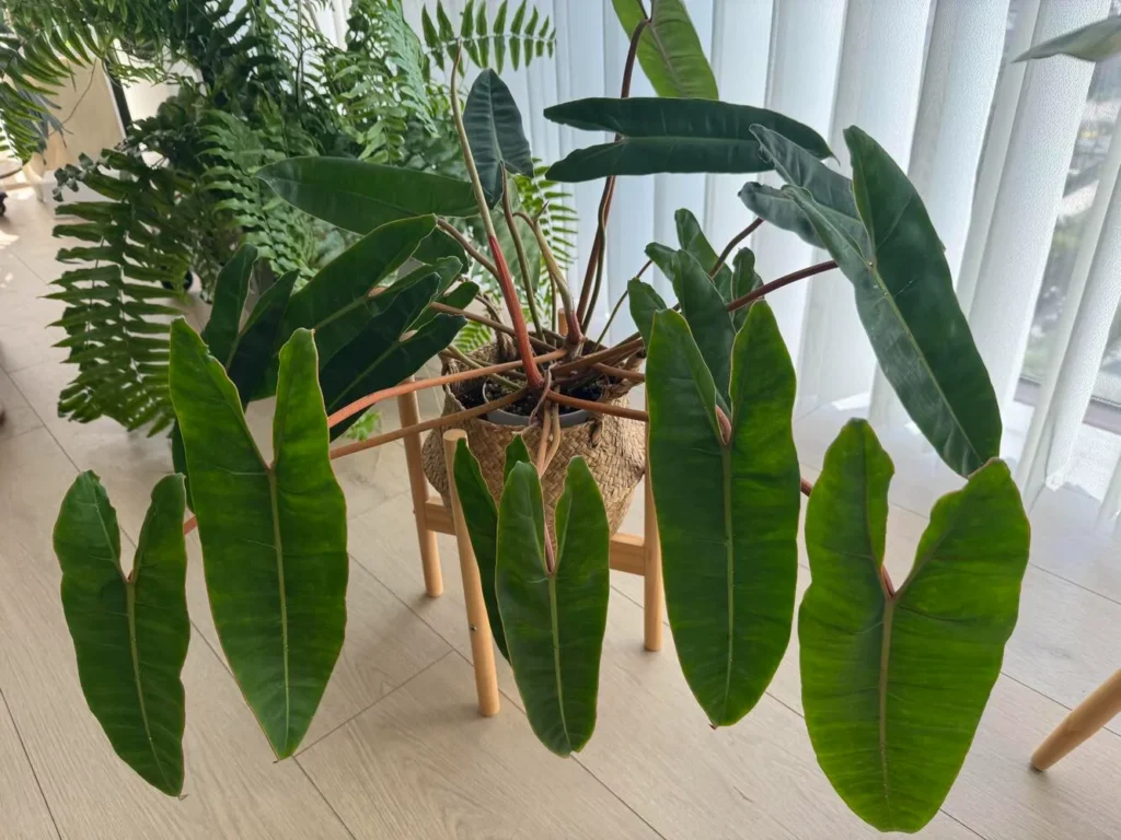 Philodendron Light Requirements: How Much Light They Really Need at Home 6 Large philodendron with elongated mature leaves growing in bright indoor light