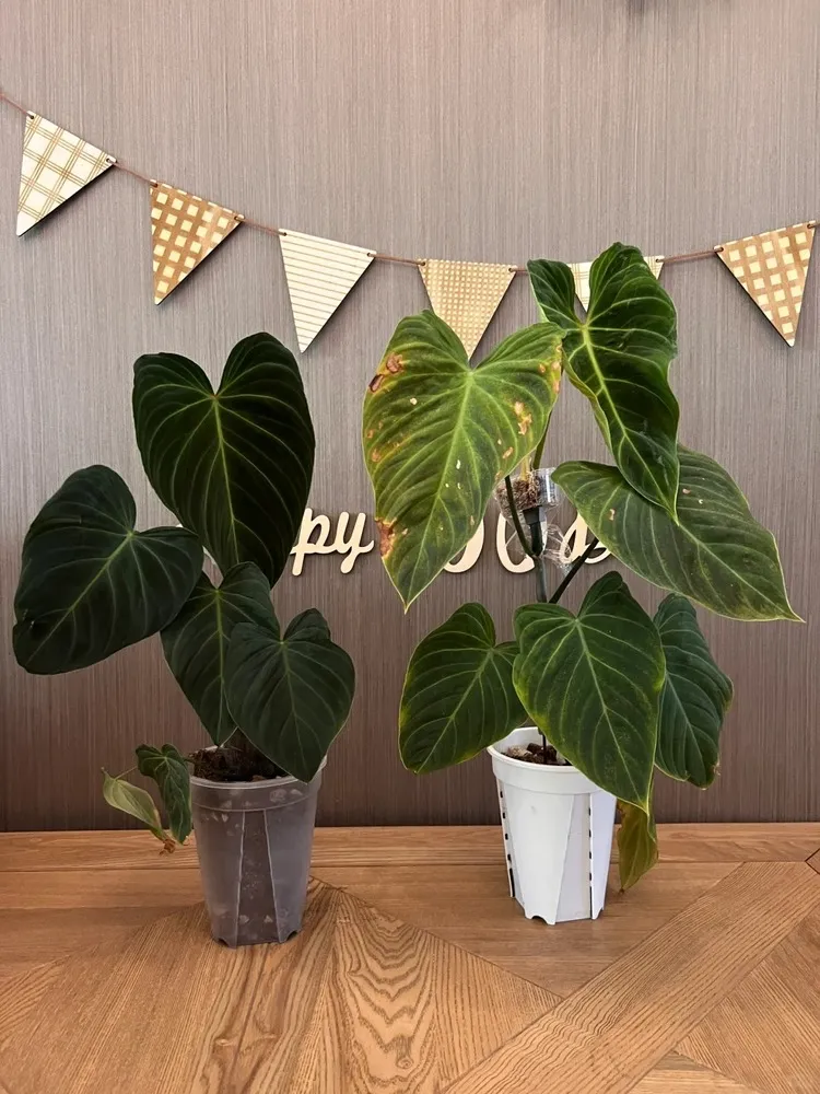 Why Does My Philodendron Have Brown Spots? Yellow Spots Often Come First 8 Philodendron leaves showing broad yellowing with brown damaged patches on one affected plant