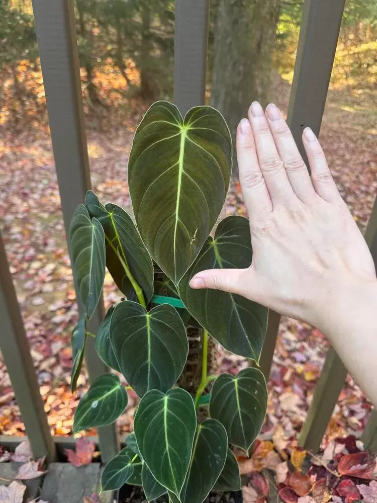 How to Put a Philodendron on a Moss Pole (Step-by-Step for Better Growth) 14 large Black Gold Philodendron leaf compared to hand after growing on moss pole