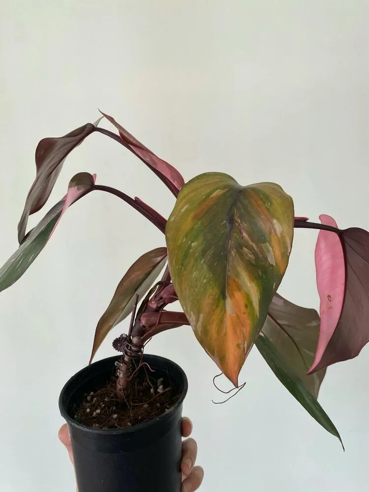 Pink Princess Philodendron: My 6-Month Care Experience and 3 Mistakes to Avoid 3 Pink Princess Philodendron leaf turning yellow and damaged after fertilizer was sprayed on the leaves