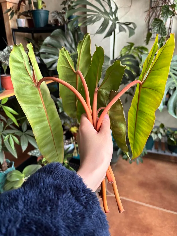 7 Signs of an Overwatered Philodendron (And What I Do Next) 3 Several philodendron leaves removed after repeated yellowing and leaf drop from overwatering stress