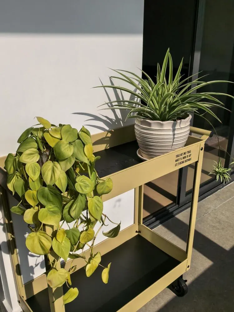 How I Grew Lemon Lime Philodendron From One Small Plant to Four Pots 3 lemon lime philodendron placed in strong afternoon sun near a west-facing window
