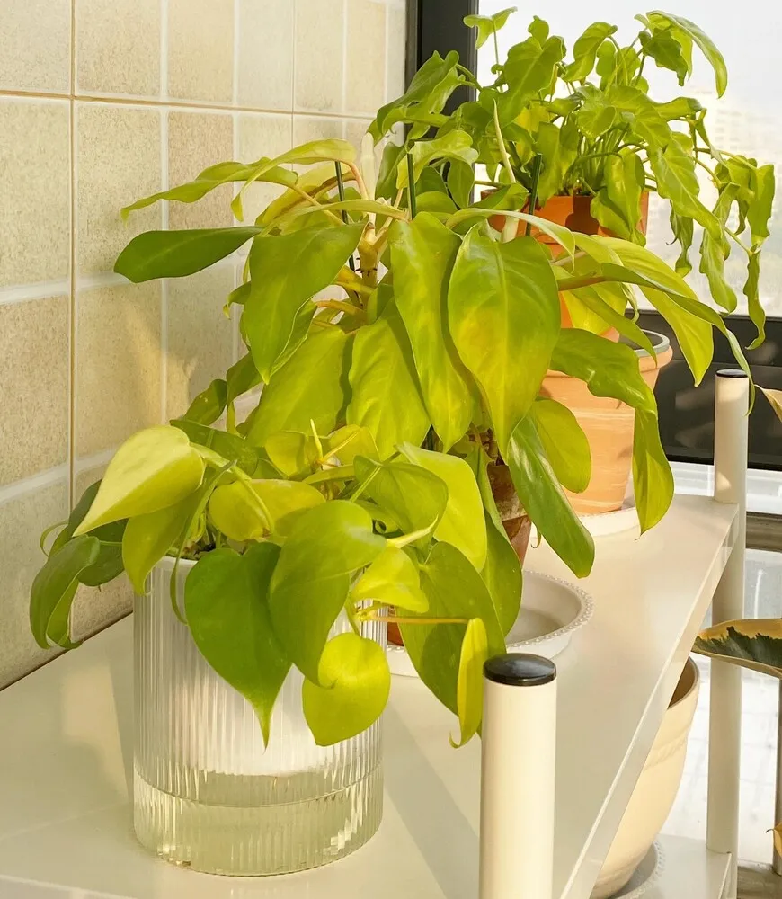 lemon lime philodendron turning yellow indoors from cold stress