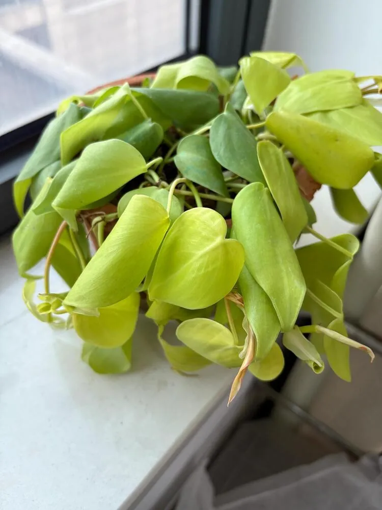 7 Signs of an Overwatered Philodendron (And What I Do Next) 1 Philodendron leaves hanging with a soft heavy droop instead of a dry thirsty wilt