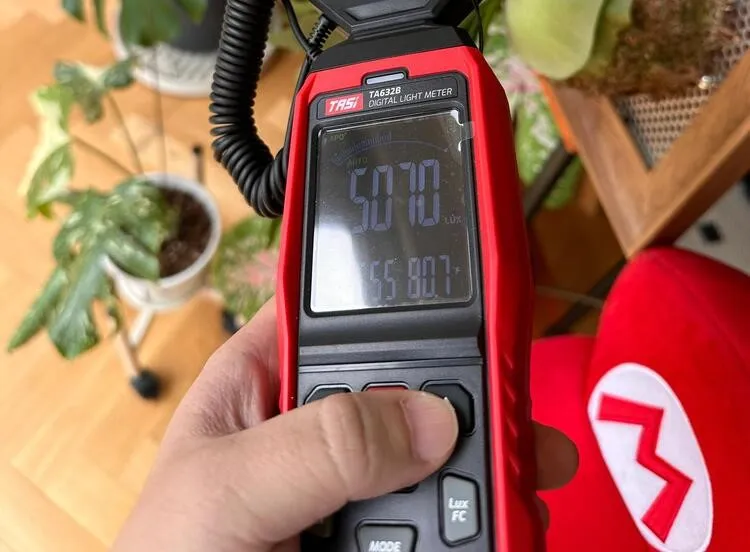Philodendron Light Requirements: How Much Light They Really Need at Home 11 Light meter measuring indoor light level at about 1 meter above the floor