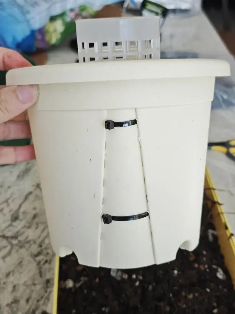 How to Put a Philodendron on a Moss Pole (Step-by-Step for Better Growth) 5 alt="lower moss pole section secured to side of ventilated plastic pot with zip ties"