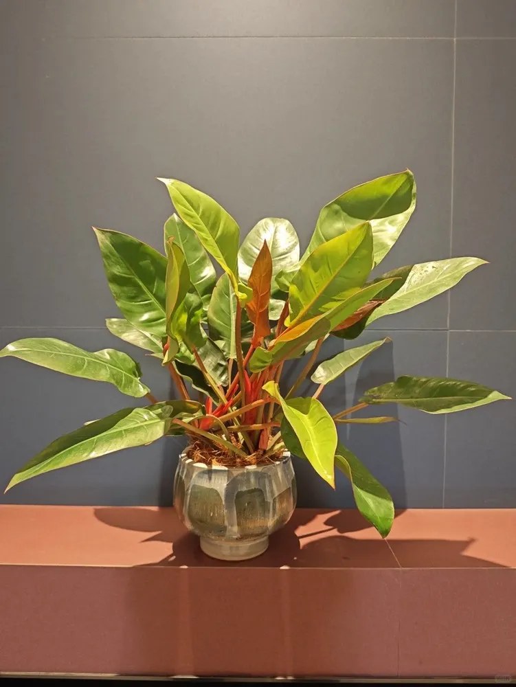 Philodendron Prince of Orange Care: Why Mine Keeps Pushing New Colorful Leaves 7 Mature Philodendron Prince of Orange in a decorative pot with upright green foliage and newer warm-toned leaves