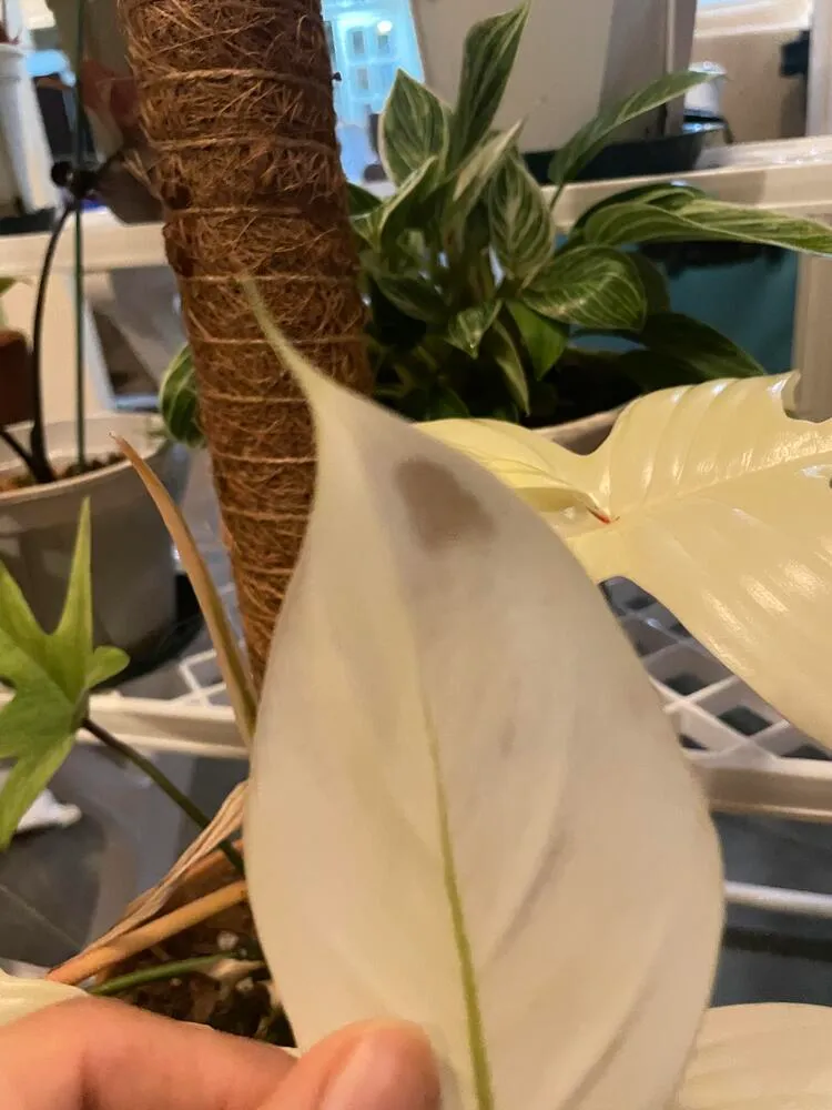Why Does My Philodendron Have Brown Spots? Yellow Spots Often Come First 6 White philodendron leaf with a darker gray-brown patch caused by cold damage