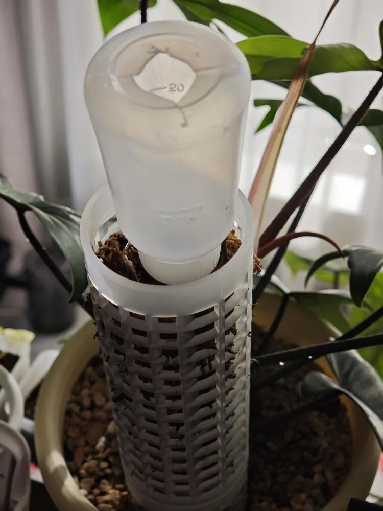 Top of a moss pole with a water reservoir used to keep the climbing surface moist for a philodendron