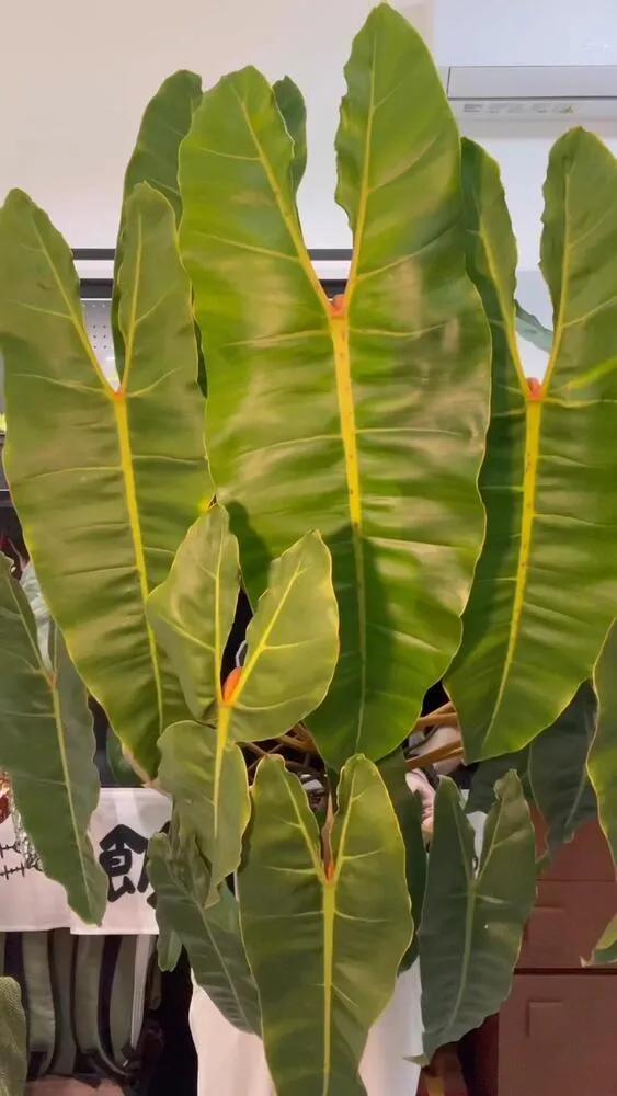 large Philodendron Billietiae with very long dark green leaves being held indoors among other tropical plants
