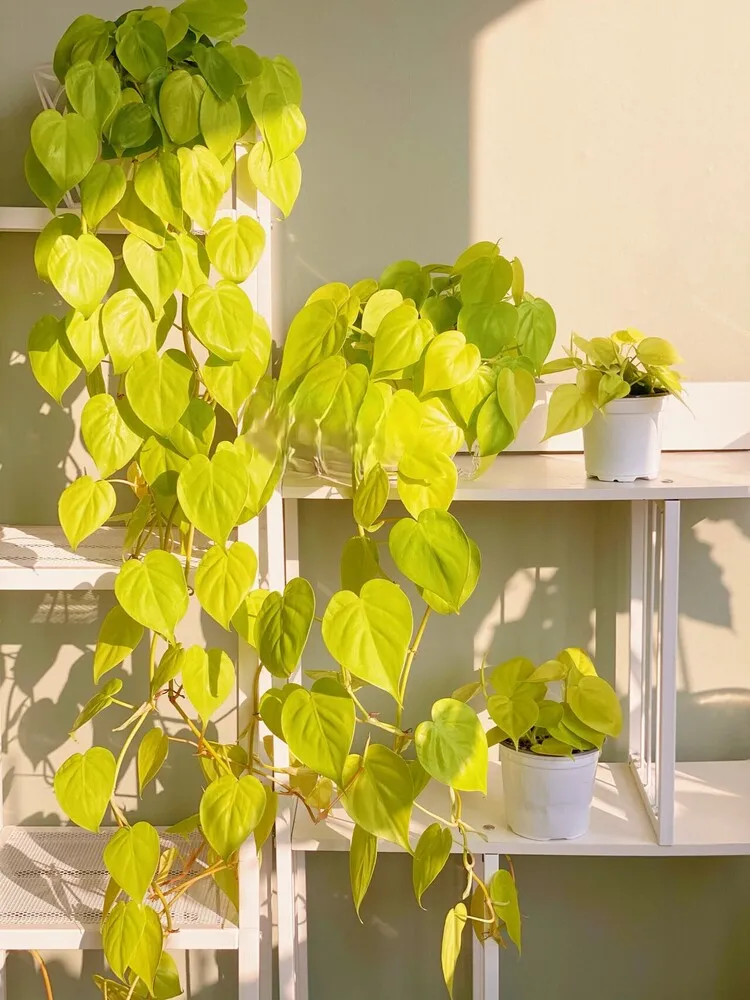 How I Grew Lemon Lime Philodendron From One Small Plant to Four Pots 1 lemon lime philodendron grown into multiple full trailing pots after one year