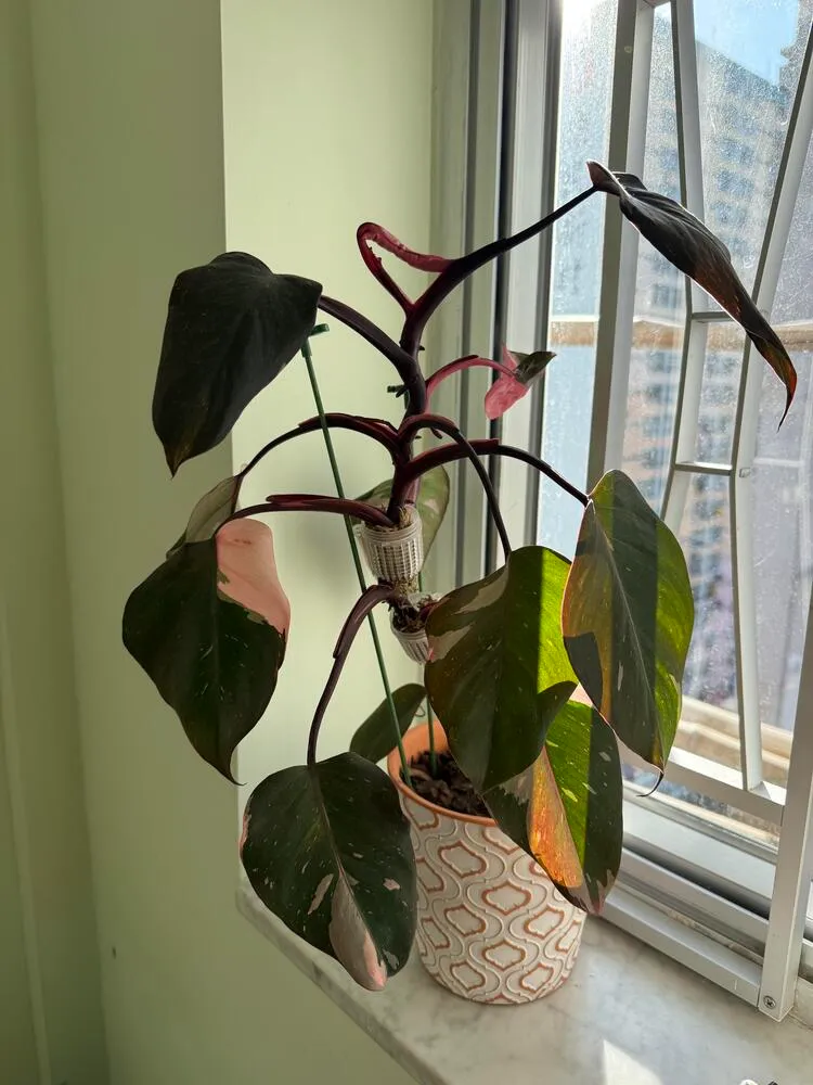 Pink Princess Philodendron: My 6-Month Care Experience and 3 Mistakes to Avoid 4 Pink Princess Philodendron growing beside a bright indoor window