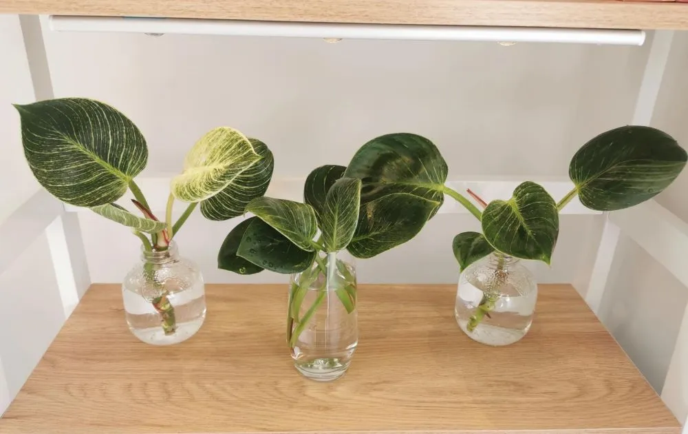 three Philodendron Birkin stem cuttings rooting in glass jars of water