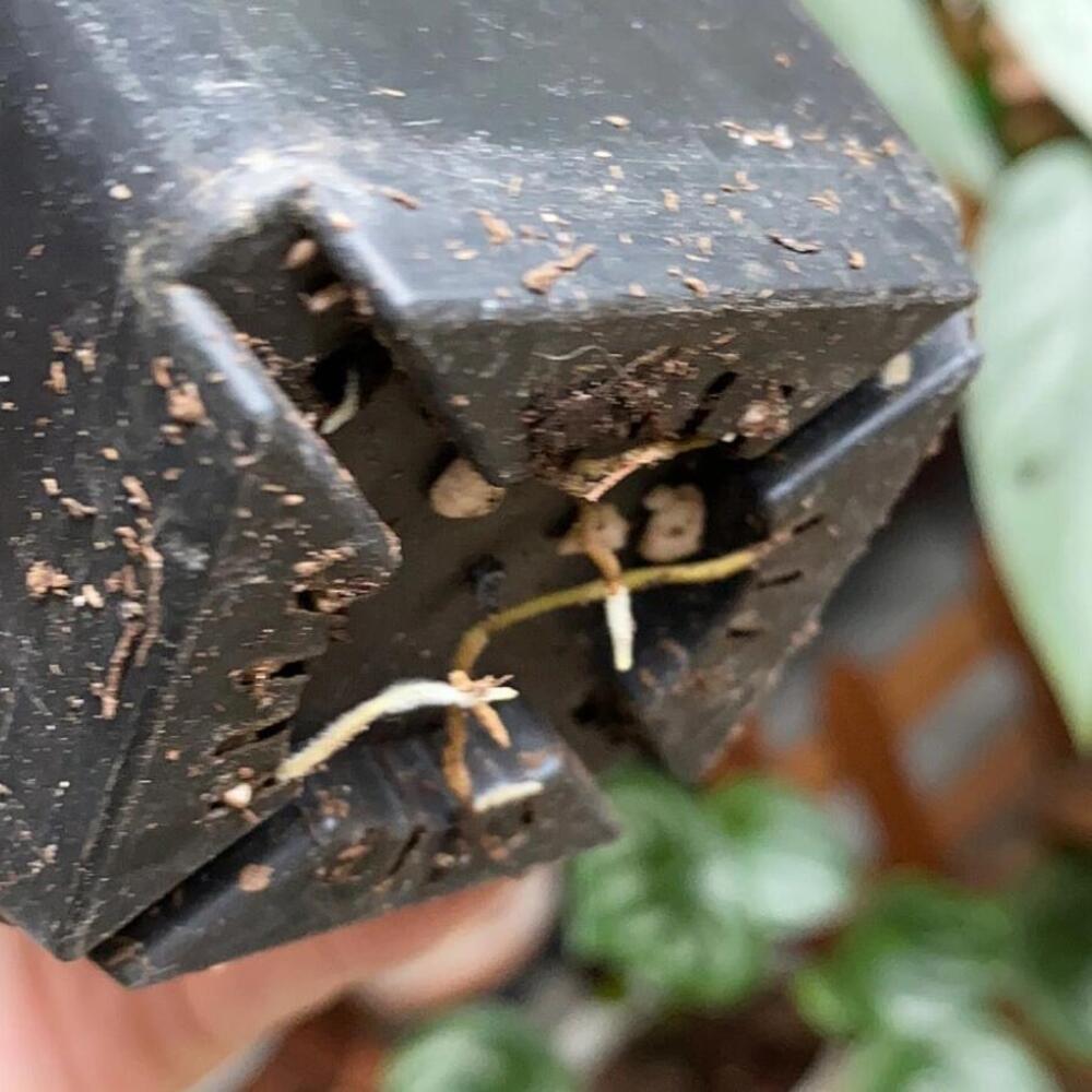 Philodendron Micans: My 3-Year Growing Experience and Care Tips 10 New white roots emerging from the bottom of a potted Philodendron Micans cutting
