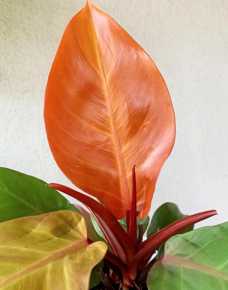 Philodendron Prince of Orange Care: Why Mine Keeps Pushing New Colorful Leaves 2 Close-up of a bright orange new leaf on Philodendron Prince of Orange