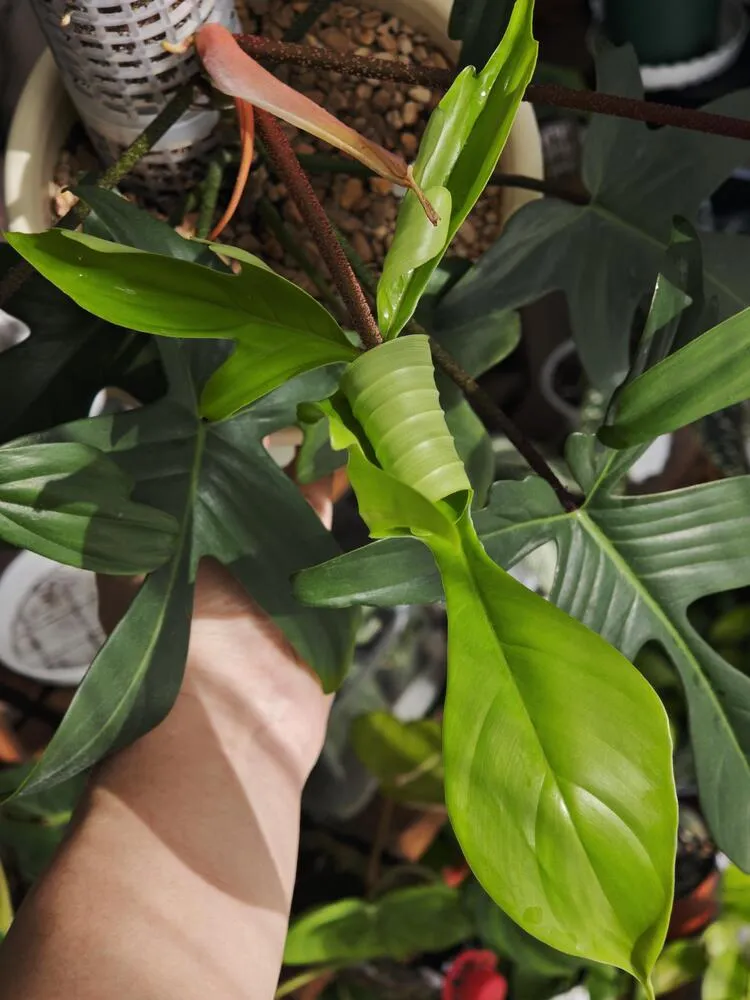 Climbing philodendron with fresh light green new leaves and stronger top growth near a moss pole