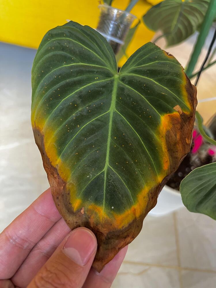 older velvet philodendron leaf with brown crispy edges and yellow margin from overly frequent watering
