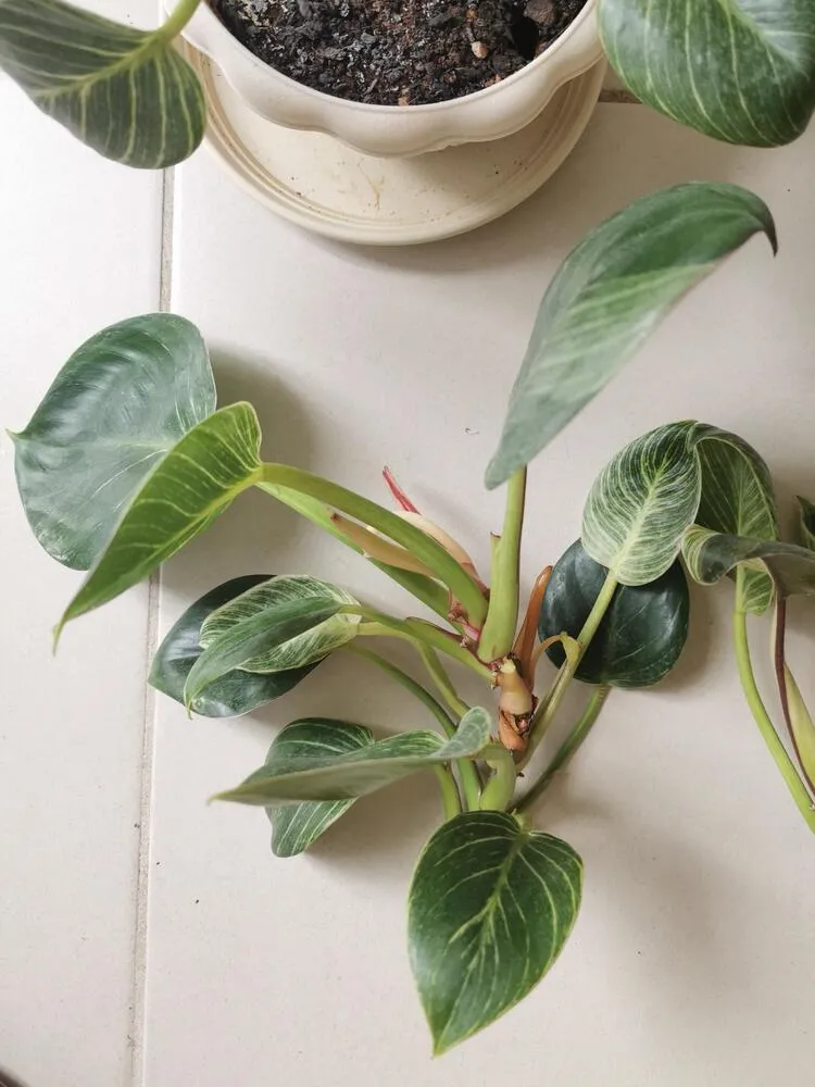 Philodendron Birkin stem cutting with multiple leaves prepared for water propagation