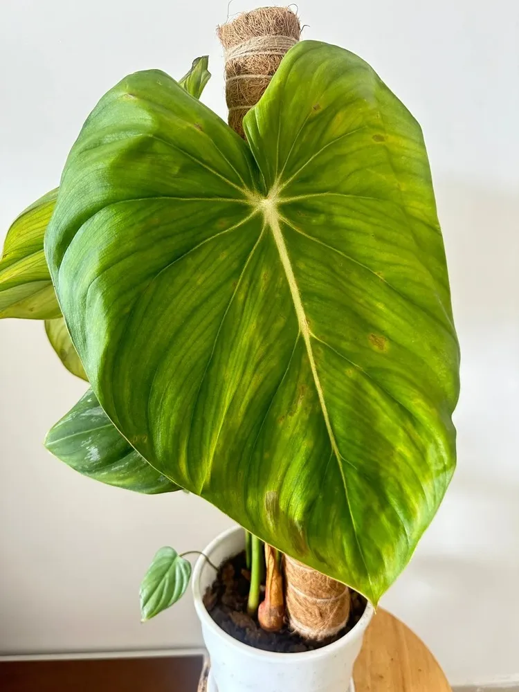 Why Does My Philodendron Have Brown Spots? Yellow Spots Often Come First 2 Philodendron leaf with pale yellow damaged areas and several spots beginning to turn brown