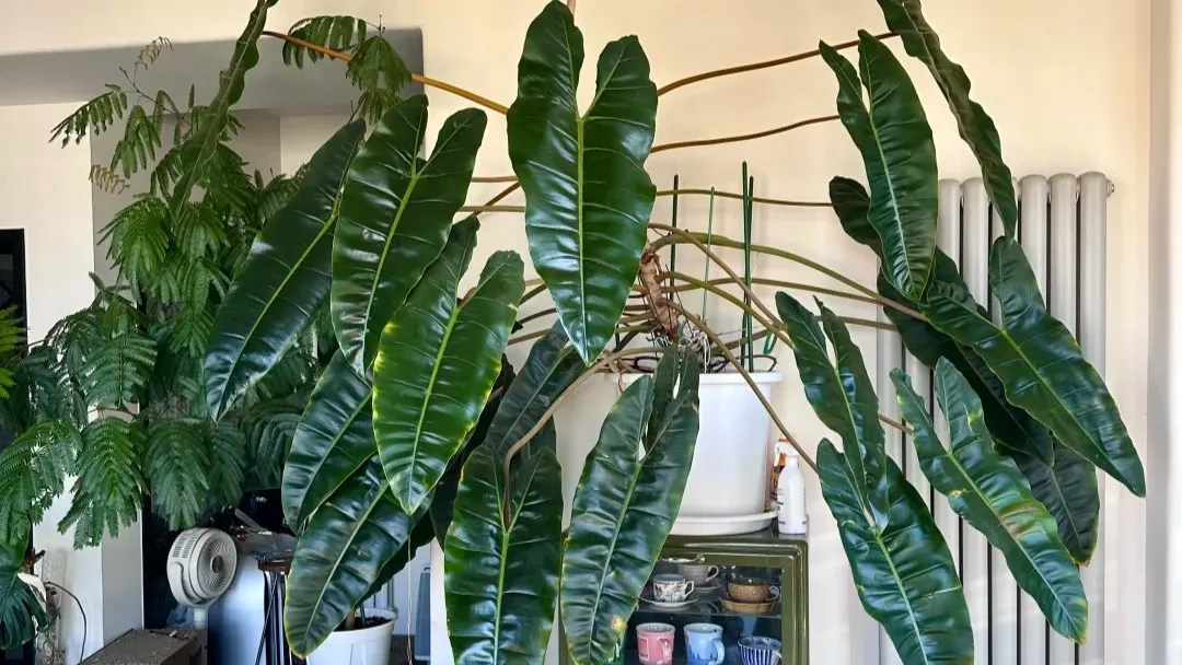 Philodendron Billietiae Care Why It’s One of the Easiest Philodendrons I’ve Grown Philodendron Billietiae Care Why It’s One of the Easiest Philodendrons I’ve Grown