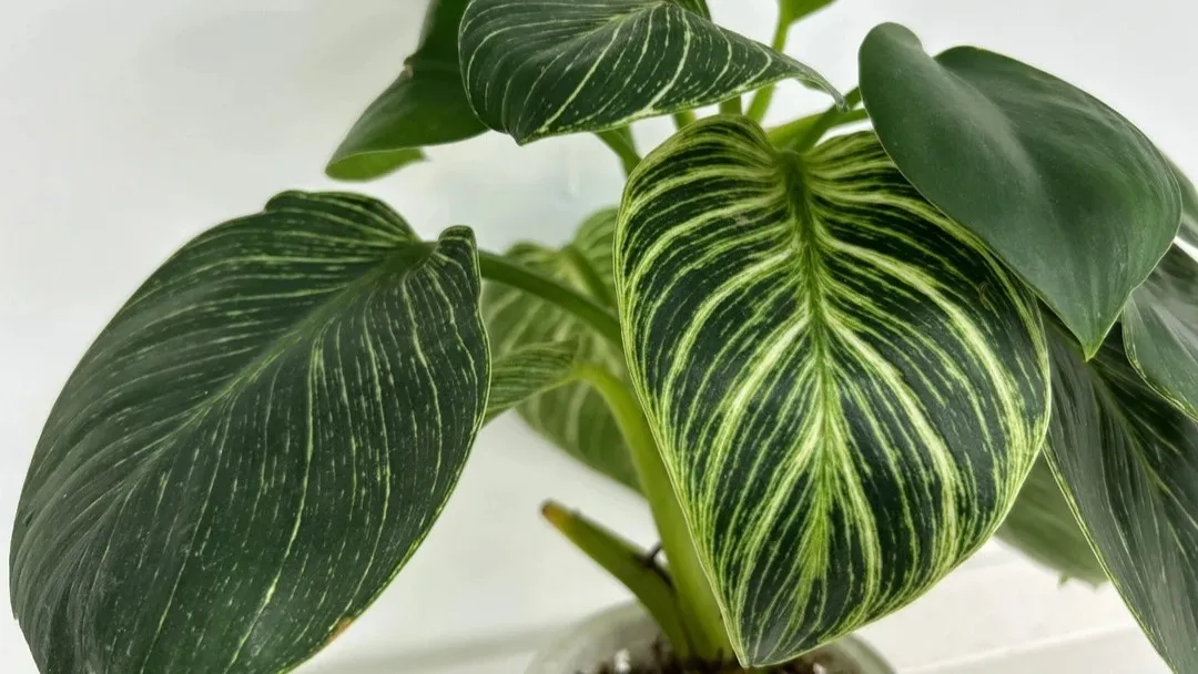 Philodendron Birkin Losing Stripes What Happened to Mine After a Year Philodendron Birkin Losing Stripes What Happened to Mine After a Year