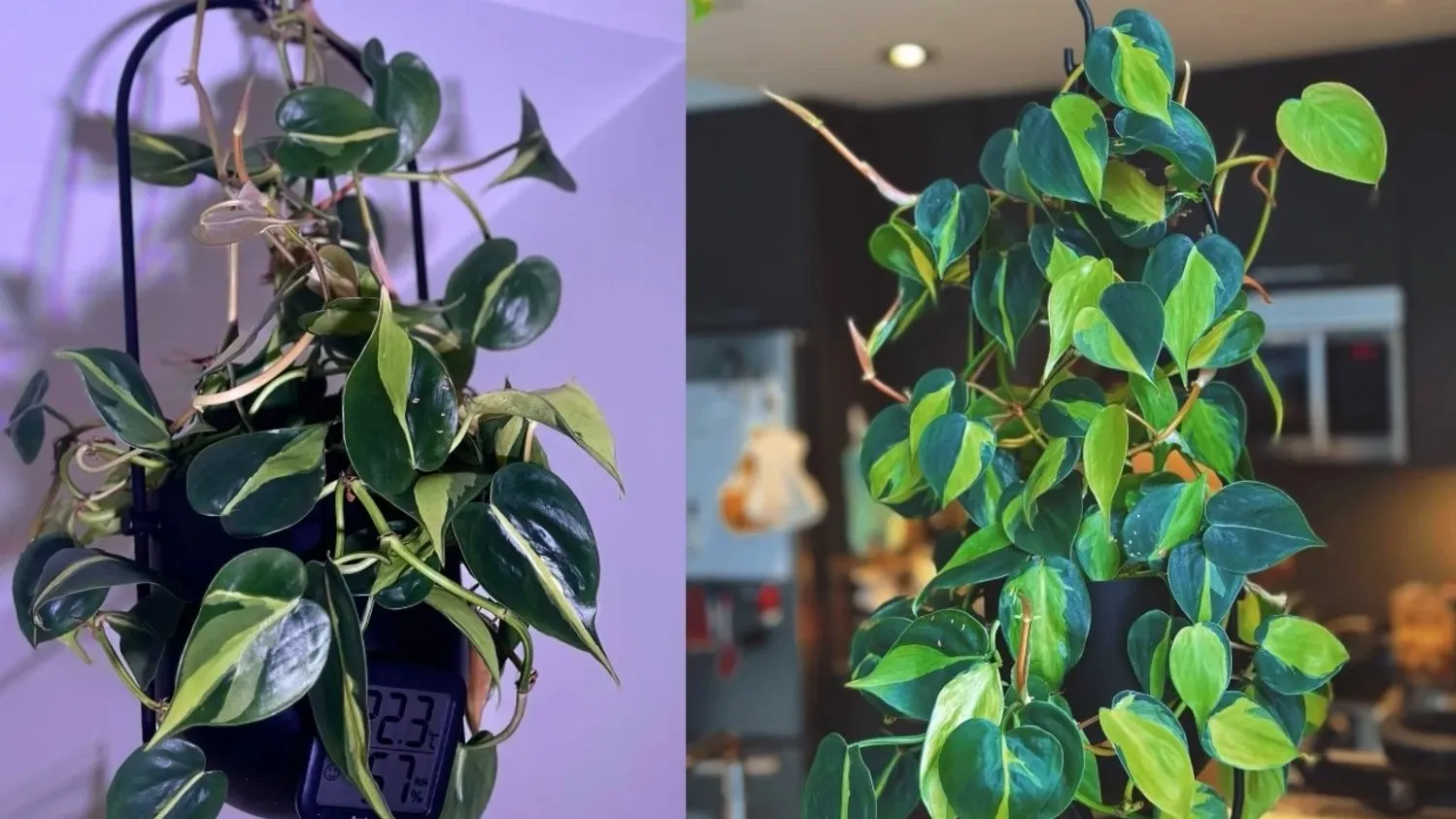Philodendron Brasil Why It’s Still My Favorite Easy Trailing Philodendron Philodendron Brasil Why It’s Still My Favorite Easy Trailing Philodendron