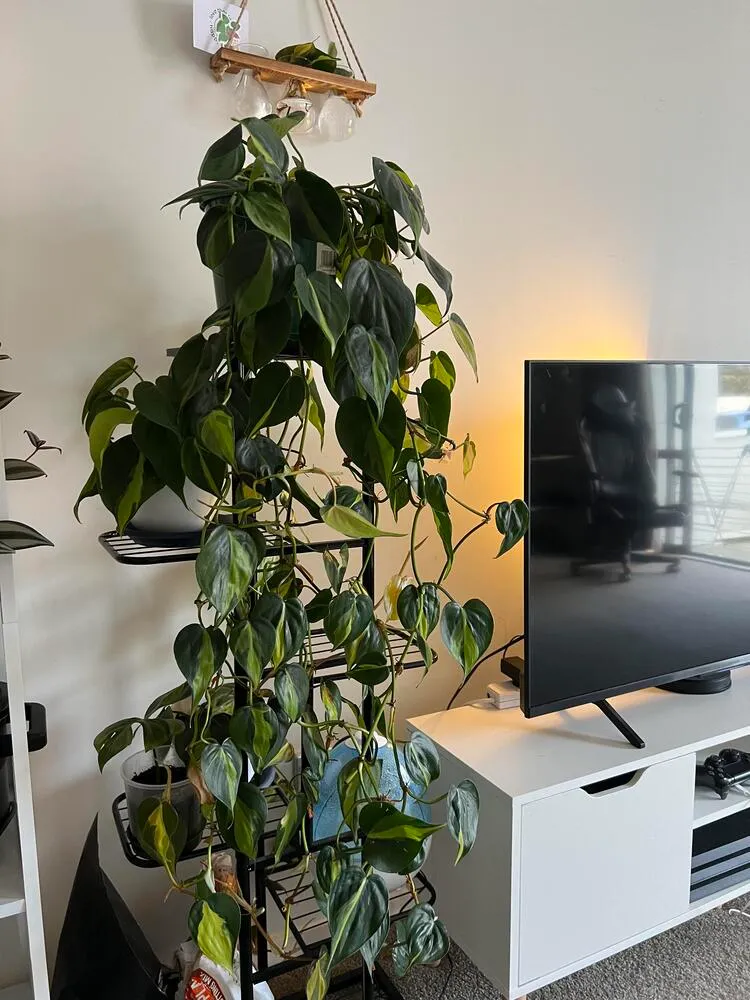 Philodendron Brasil trailing down a tall indoor plant stand in a living room