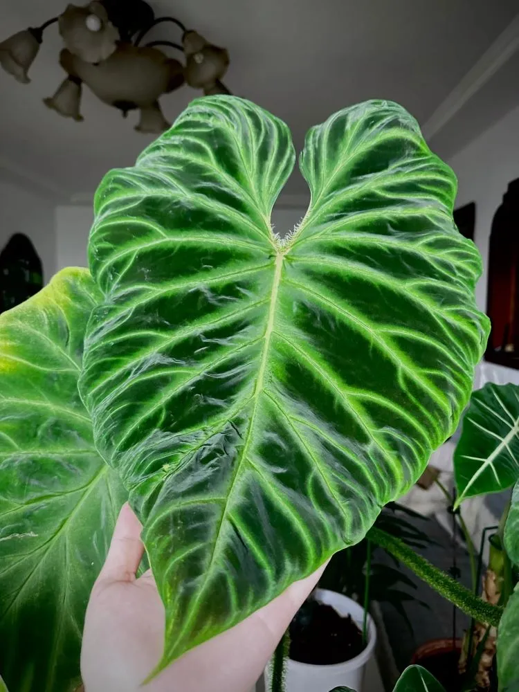 Philodendron Care What Actually Matters for Healthy Indoor Growth Philodendron Care What Actually Matters for Healthy Indoor Growth