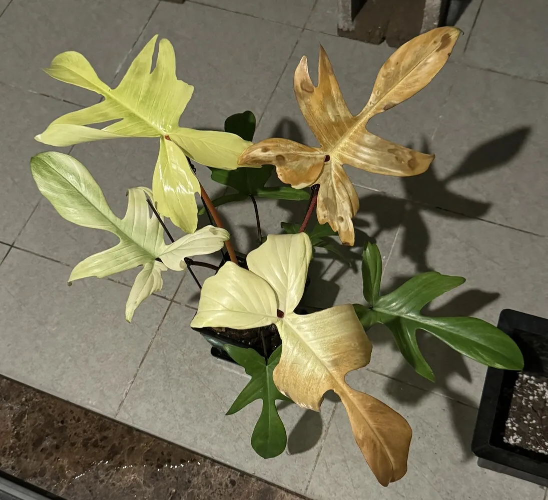 Philodendron Florida Ghost Dropping Yellow Leaves