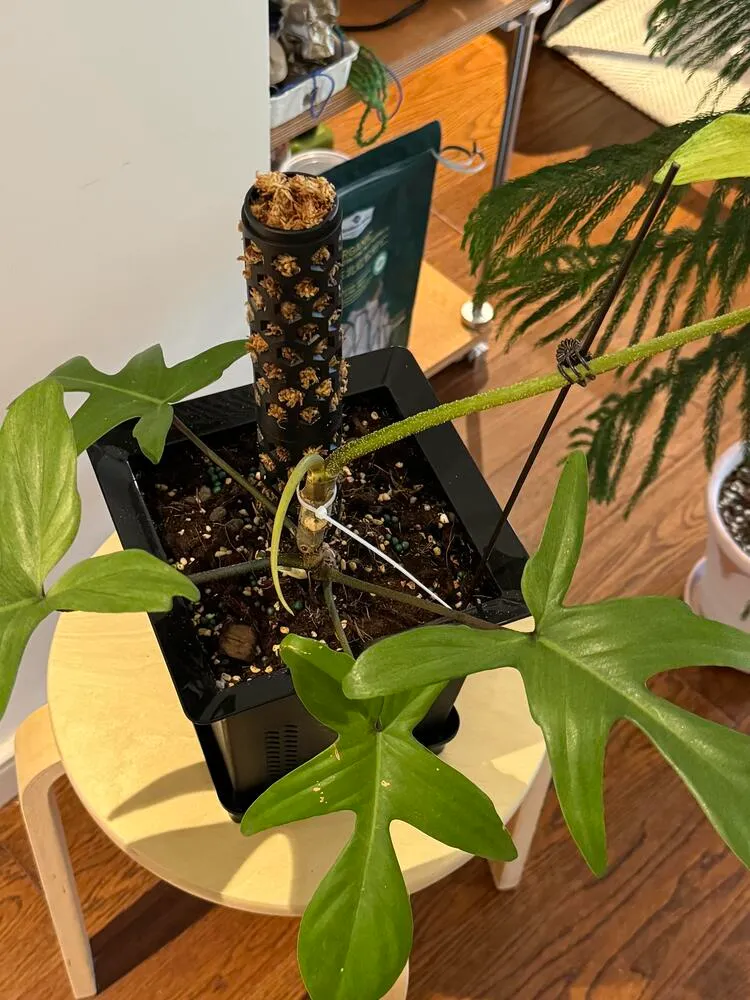 philodendron florida ghost moss pole setup indoor