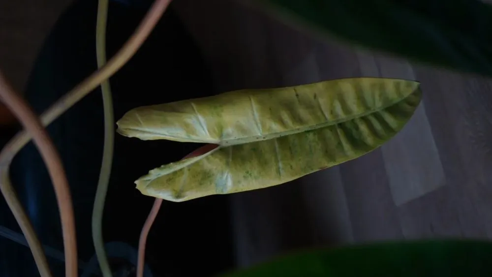Philodendron Leaves Turning Yellow 3 Common Causes (Real Cases) Philodendron Leaves Turning Yellow 3 Common Causes (Real Cases)
