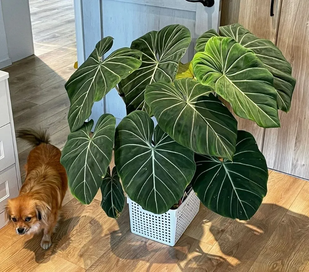 Philodendron Light Requirements: How Much Light They Really Need at Home 1 Philodendron Light Requirements How Much Light They Really Need at Home