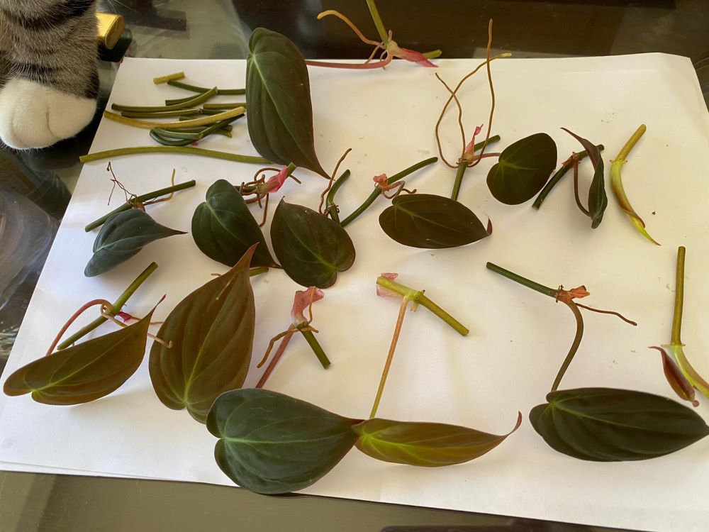 Philodendron Micans: My 3-Year Growing Experience and Care Tips 7 Freshly cut Philodendron Micans vine cuttings laid out for propagation