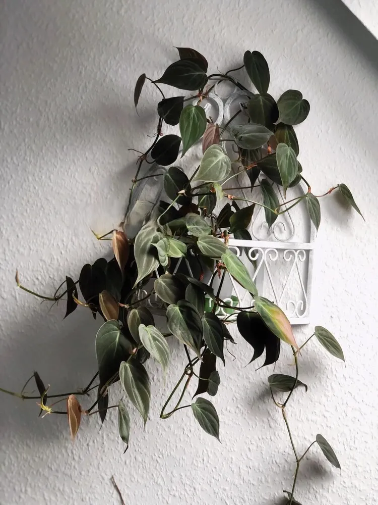 Philodendron Micans: My 3-Year Growing Experience and Care Tips 1 Philodendron Micans growing indoors on a wall trellis after three years of home care
