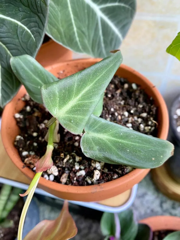 Why Are My Philodendron Leaves Curling? What I Learned From Two Real Cases 2 philodendron micans leaves curling downward after repotting in cool weather