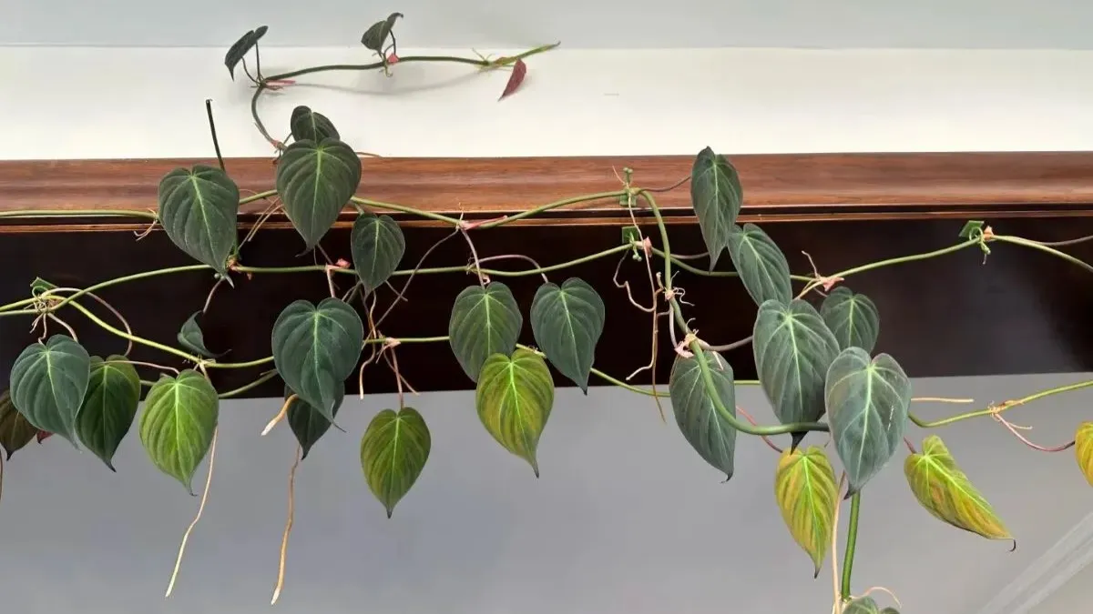 Philodendron Micans My 3-Year Growing Experience and Care Tips (2) Philodendron Micans My 3-Year Growing Experience and Care Tips