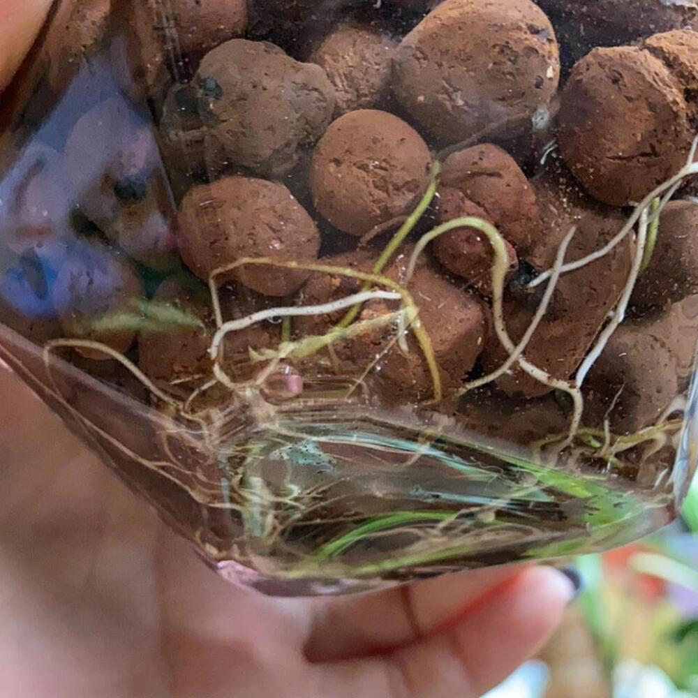 Philodendron Micans: My 3-Year Growing Experience and Care Tips 9 White roots forming on Philodendron Micans cuttings in water before moving to soil