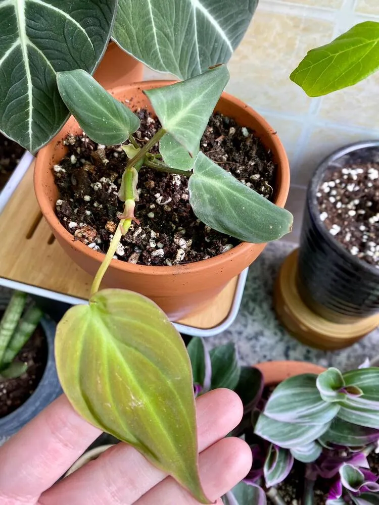 Why Are My Philodendron Leaves Curling? What I Learned From Two Real Cases 4 philodendron micans stressed after repotting with curled leaves and one open leaf