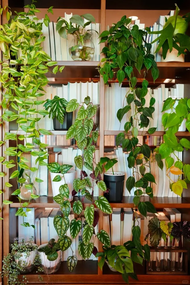 Philodendron Micans: My 3-Year Growing Experience and Care Tips 12 Philodendron Micans trailing on a bookshelf among other indoor houseplants