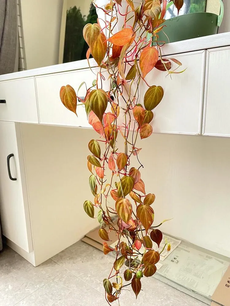 Philodendron Micans: My 3-Year Growing Experience and Care Tips 4 Philodendron Micans showing widespread red and pink discoloration across the trailing vines