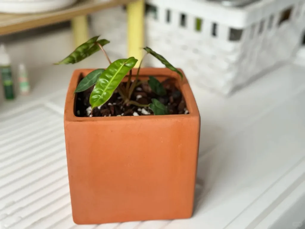 7 Signs of an Overwatered Philodendron (And What I Do Next) 5 Philodendron with stalled new growth and a bud that is not progressing normally