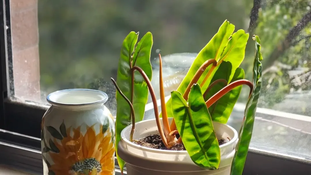 Philodendron Not Growing Stalled Bud or Slow Growth From Weak Roots Philodendron Not Growing Stalled Bud or Slow Growth From Weak Roots